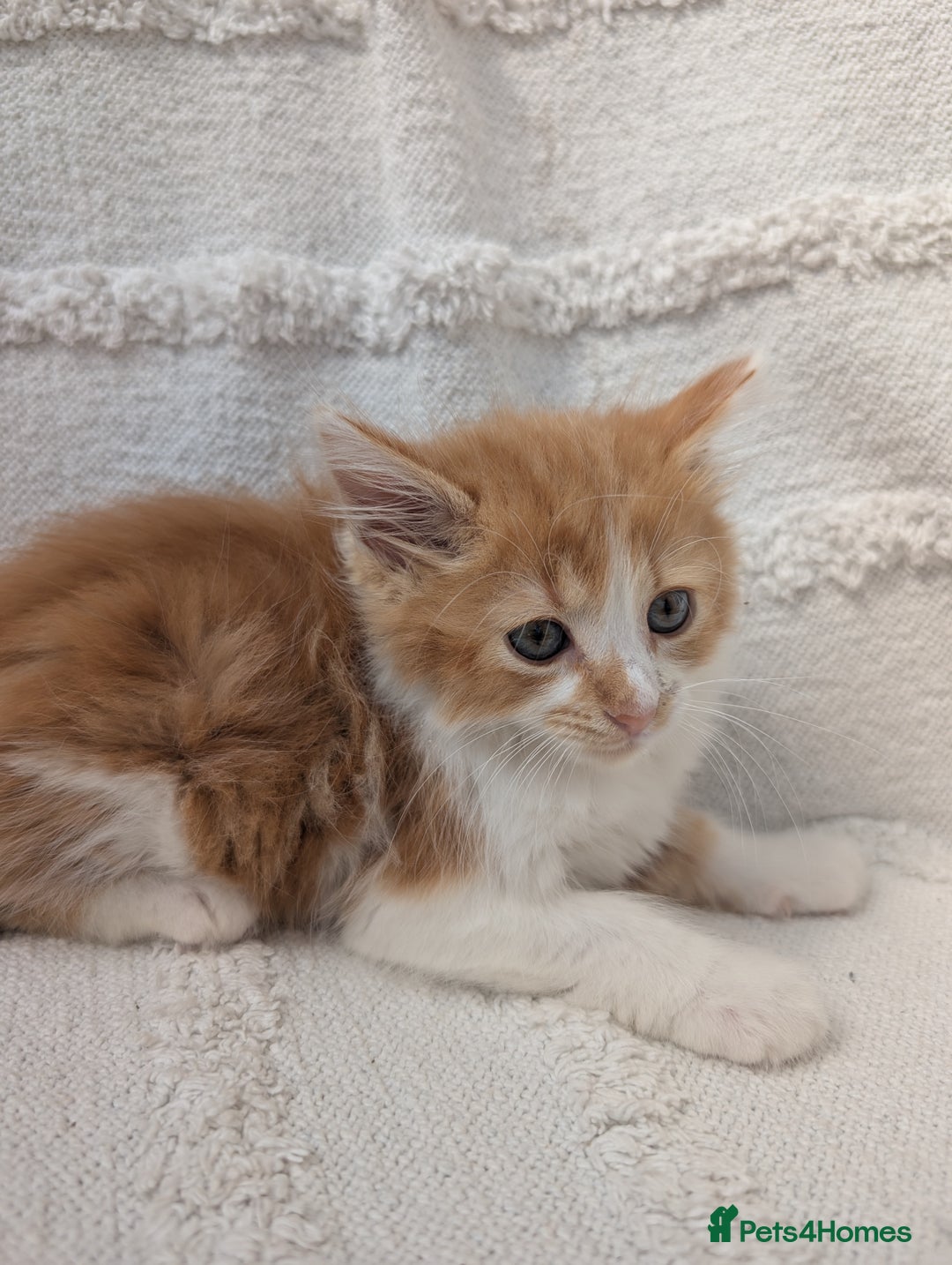 Mixed Breed cats for sale: Farm kittens  - Image 4