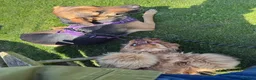 Mixed Breed dogs for sale: Roxy ❤️ A devoted girl looking a home (urgent) - Advert 7