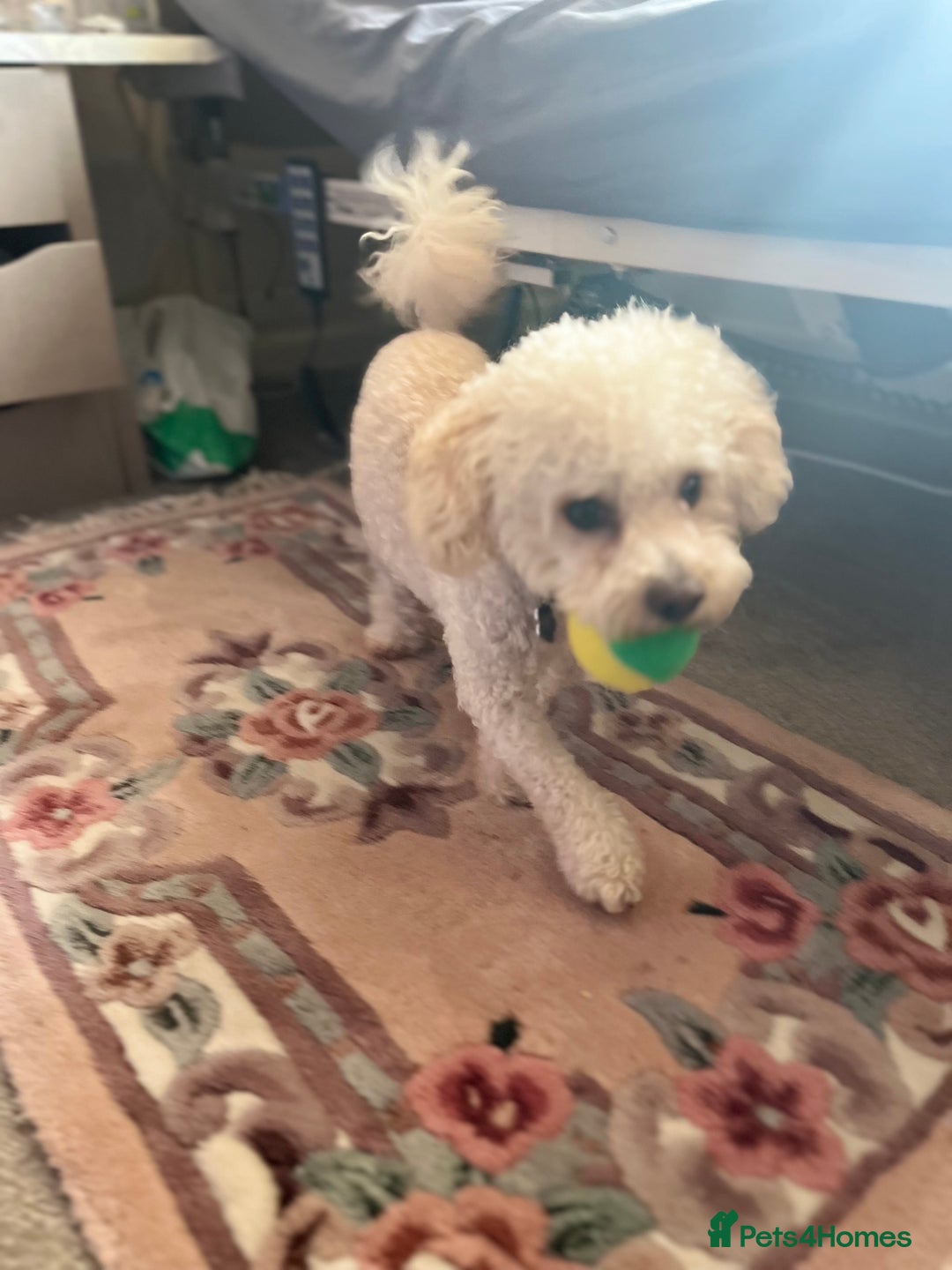 Poodle dogs for sale: Lovely small poodle male, 3 years old - Advert 2