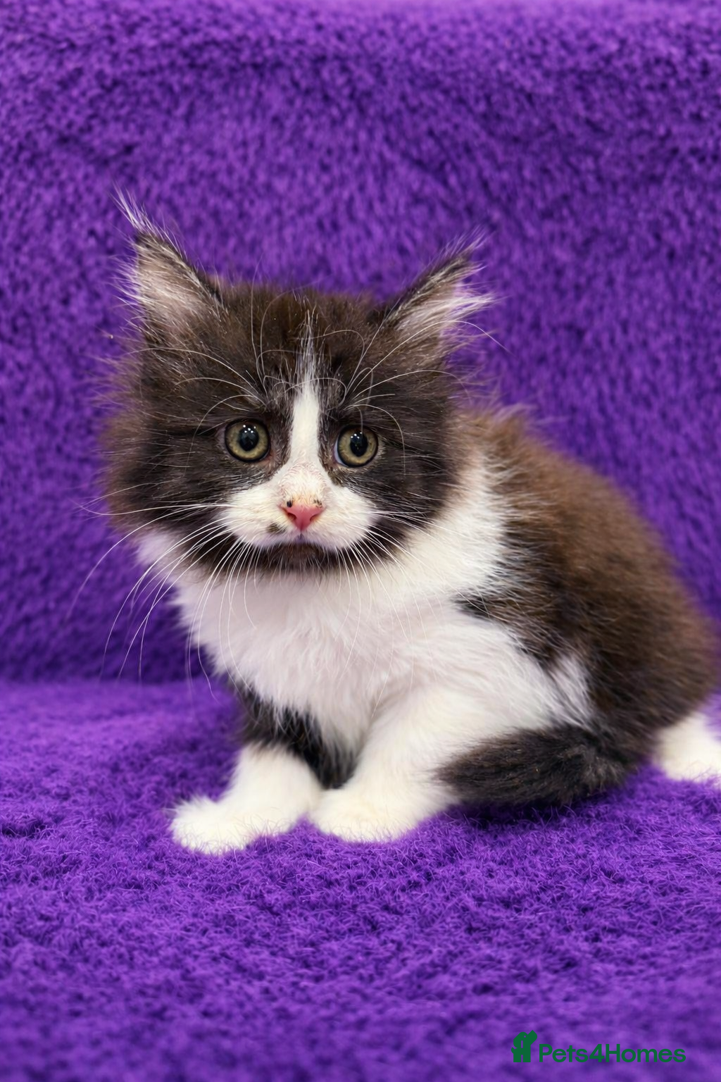 Mixed Breed cats Playful kittens 🐱 🩷 - Advert 6