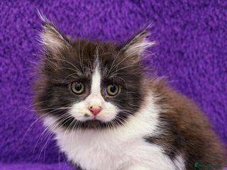 Mixed Breed cats Playful kittens 🐱 🩷 - Advert 6