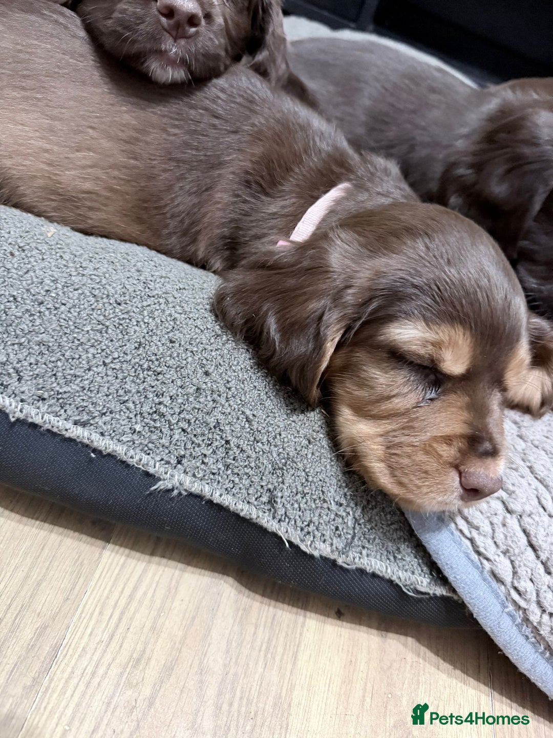 Sprocker dogs for sale: 4 LEFT Sprocker Spaniel Puppies EXCELLENT Breeding - Advert 15