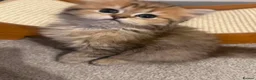 British Longhair cats for sale: British longhair in London - Advert 4