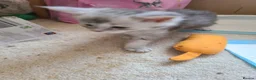 Maine Coon cats for sale: Maine coon kittens - Advert 3