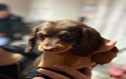 Miniature Dachshund dogs for sale: Longhair miniature Duchshund 🩵1boy 1girl left🩷 - Advert 15