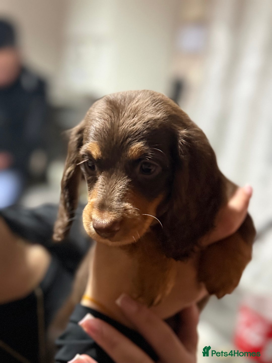 Miniature Dachshund dogs for sale: Longhair miniature Duchshund 🩵1boy 1girl left🩷 - Advert 15
