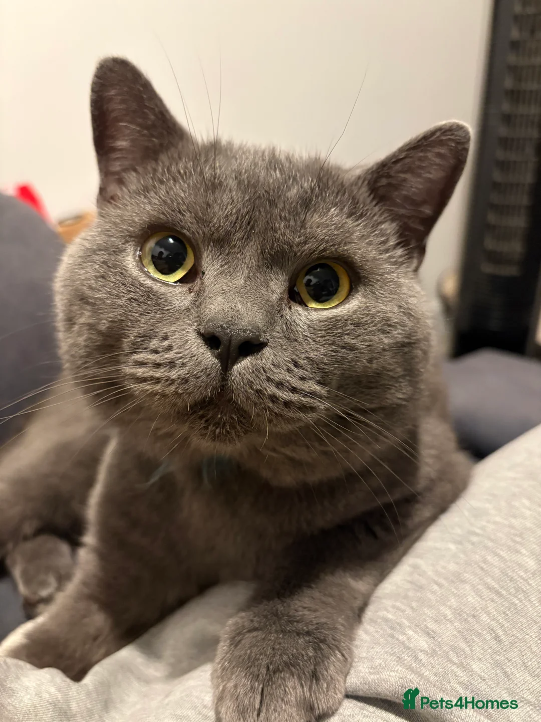 British Shorthair cats for sale: British shorthair - Advert 1