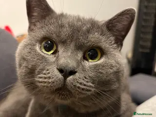 British Shorthair cats British shorthair - Advert 1