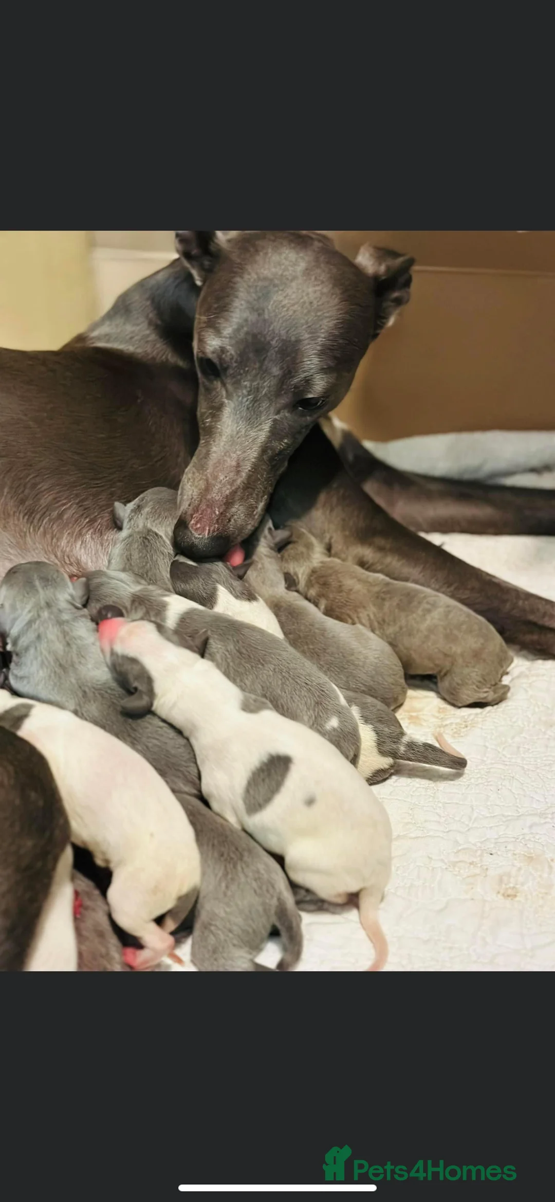 Whippet dogs for stud: Top Kc working x show whippet at stud  in Swansea - Advert 4