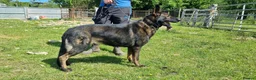 German Shepherd dogs for sale: German shepherd Czech line pups kc registered  - Advert 4