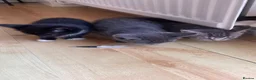 Mixed Breed cats for sale: 4 Adorable Kittens Ready for Forever Homes - Advert 16