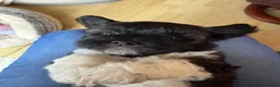 Lhasa Apso dogs for sale: Lhasa Apso puppies  - Advert 8