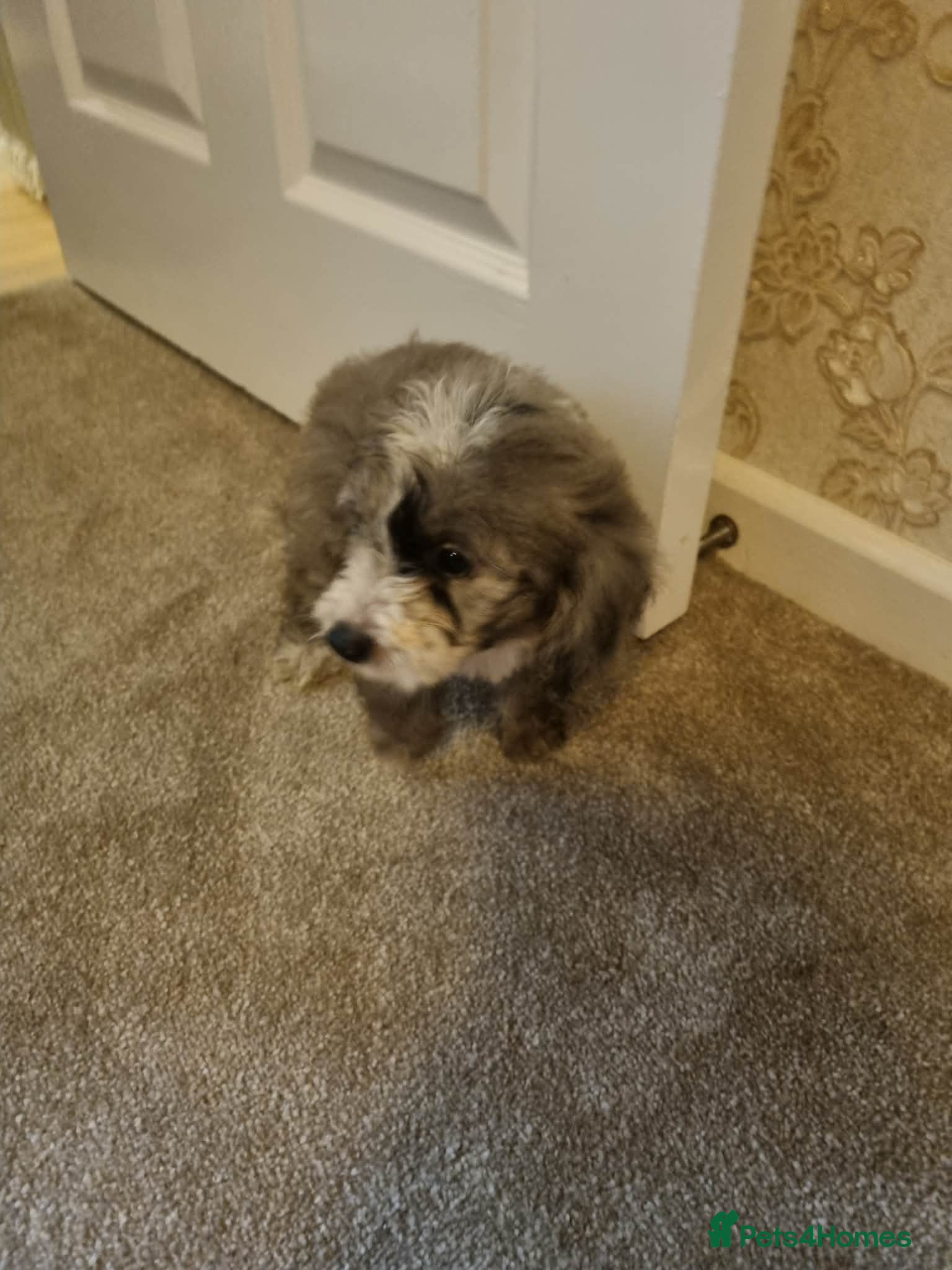 Cockapoo dogs Beautiful cockapoo  - Advert 1