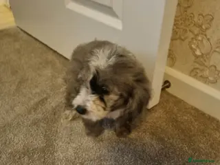 Cockapoo dogs Beautiful cockapoo - Advert 1