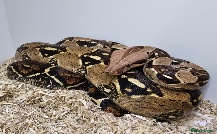 Boa Snake reptiles in Lutterworth - Advert 2