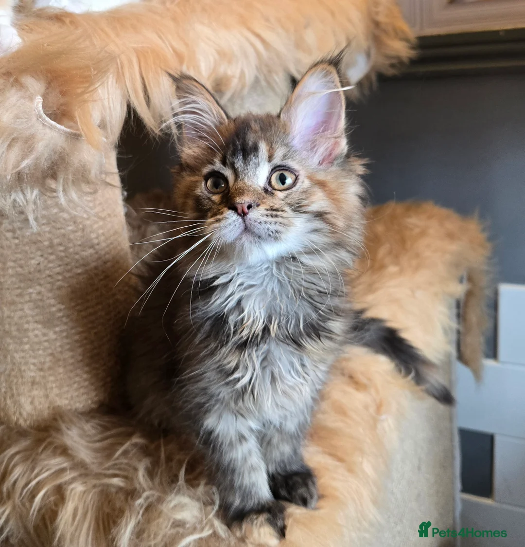 Maine Coon cats for sale: Stunning GCCF Maine Coon kittens - Advert 8