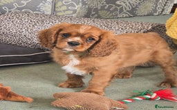 Cavalier King Charles Spaniel dogs for sale: ALL RESERVED in Shrewsbury - Image 8