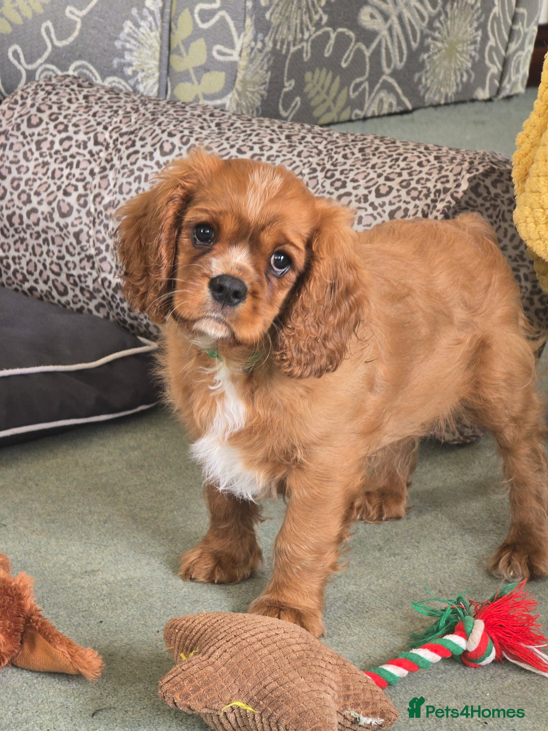 Cavalier King Charles Spaniel dogs for sale: ALL RESERVED in Shrewsbury - Image 8