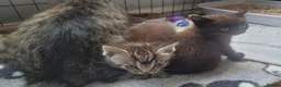 Mixed Breed cats for sale: 5 kittens available 17th October  - Advert 10