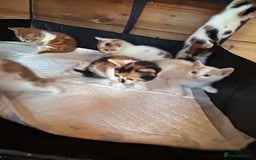 Mixed Breed cats for sale: Baby kittens for sale - Image 19