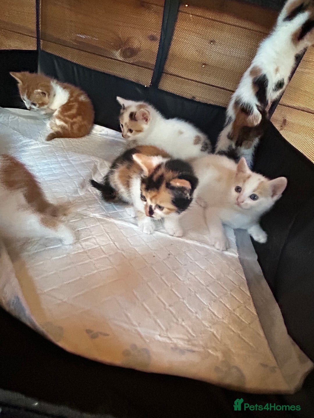 Mixed Breed cats for sale: Baby kittens for sale - Image 19