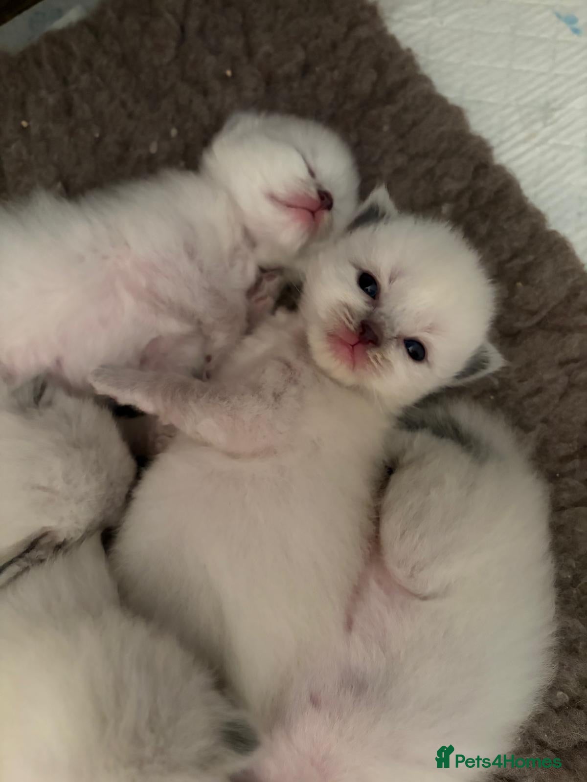 Ragdoll cats Beautiful GCCF Ragdoll Kittens  - Advert 1