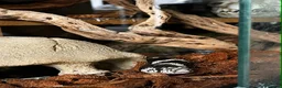King Snake reptiles for sale: California King Snake  - Advert 2