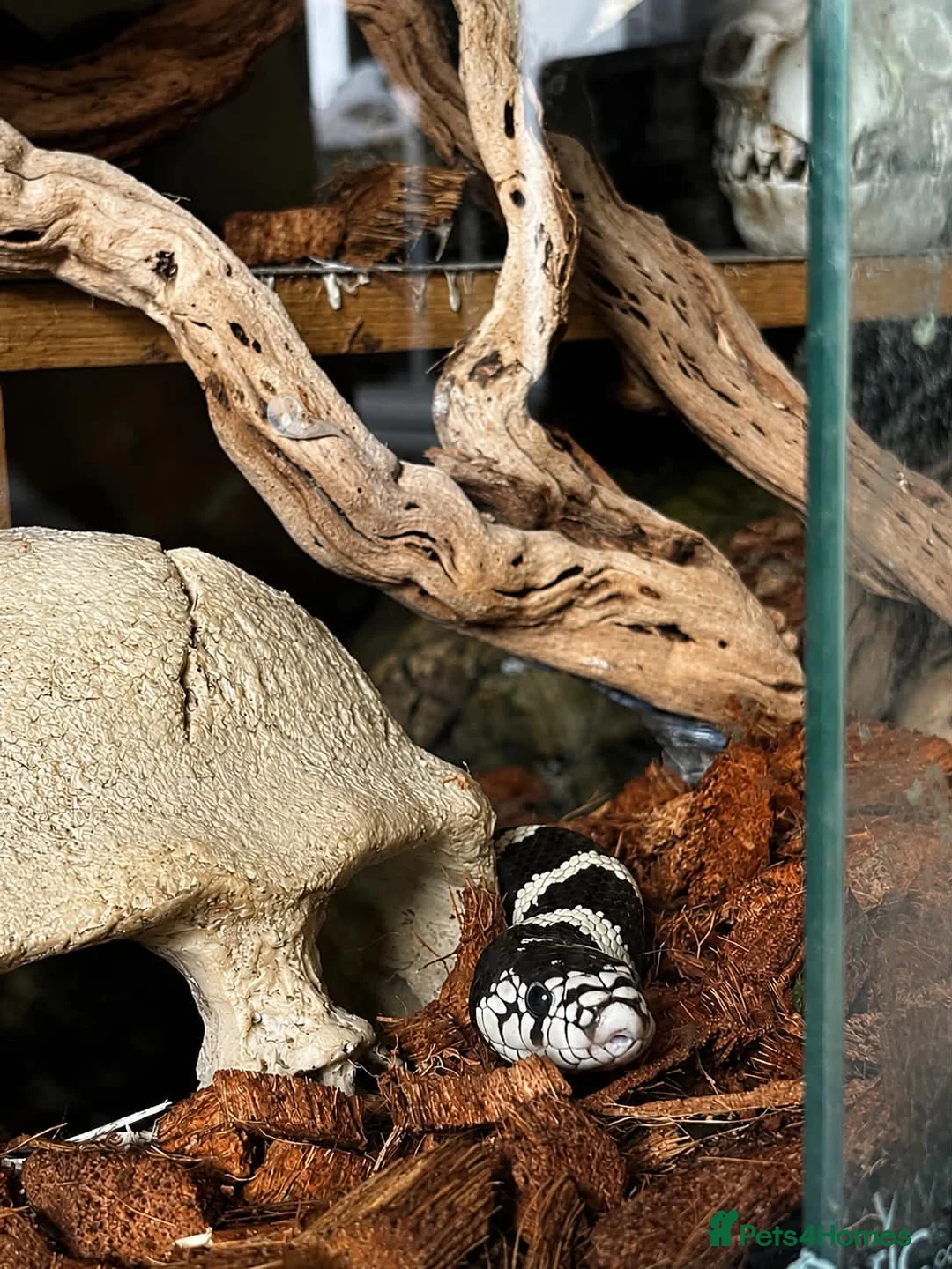 King Snake reptiles for sale: California King Snake  - Advert 2