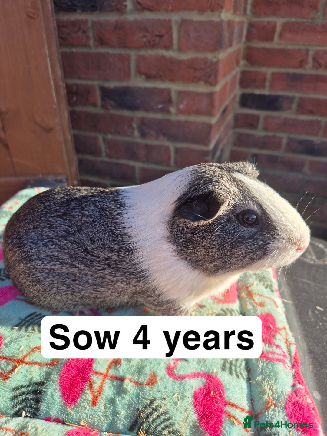 Guinea Pig rodents for sale: Guinea pigs  - Advert 8