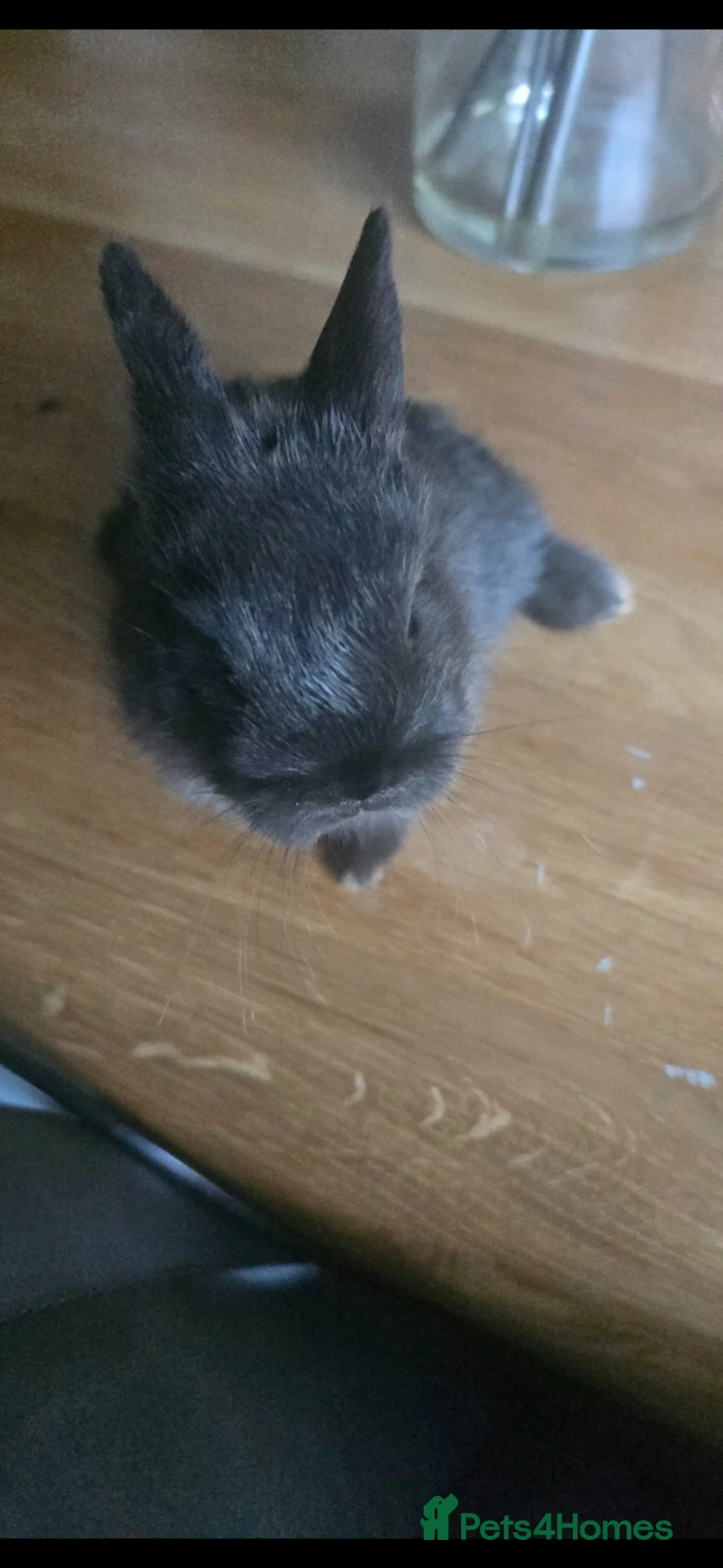 Netherland Dwarf rabbits for sale: 🐰 Netherland Dwarf Rabbit – Cute Pet for Sale - Advert 2