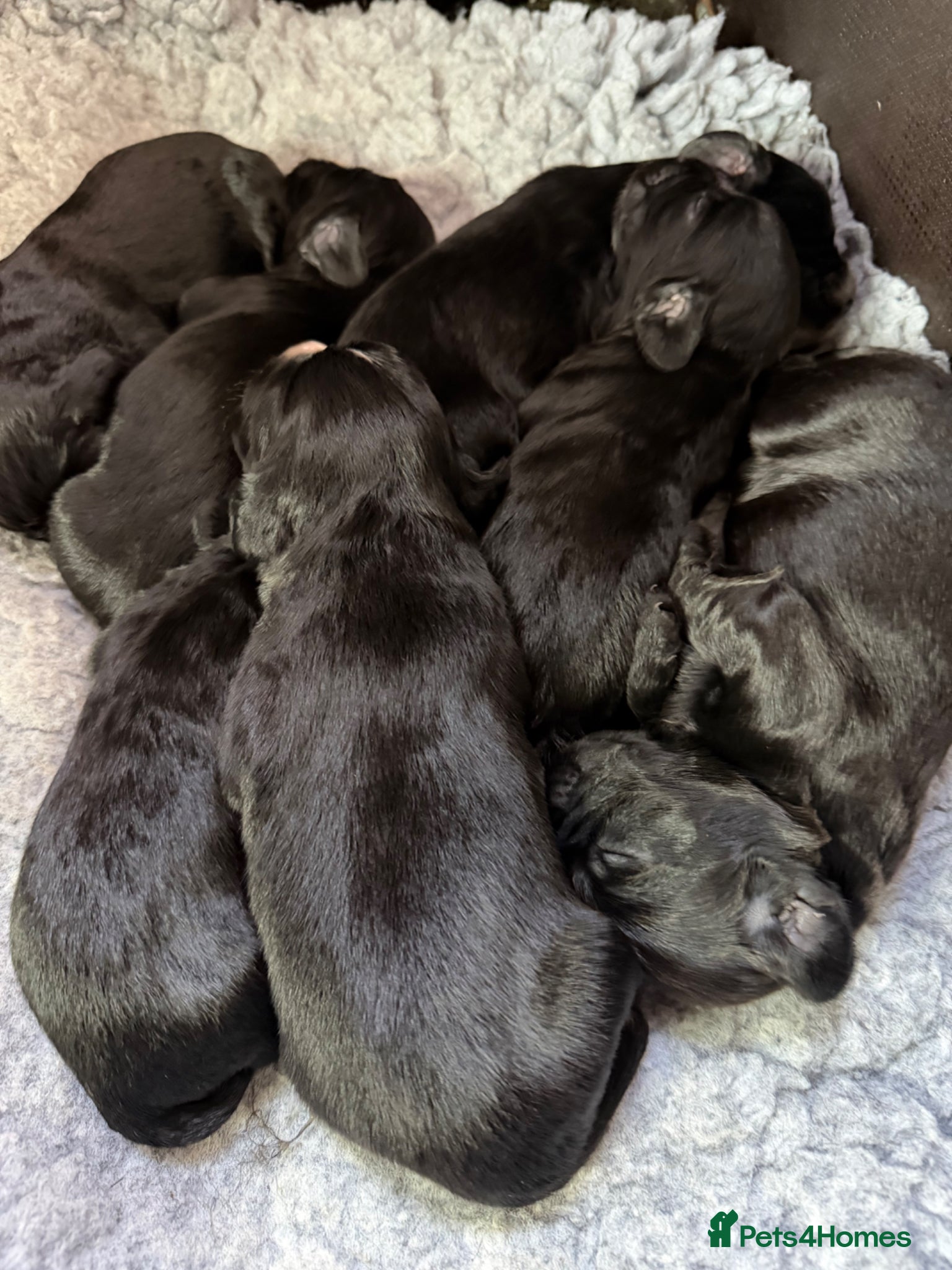 Cocker Spaniel dogs 1st Class ⭐️⭐️⭐️⭐️⭐️ Licensed - Advert 8
