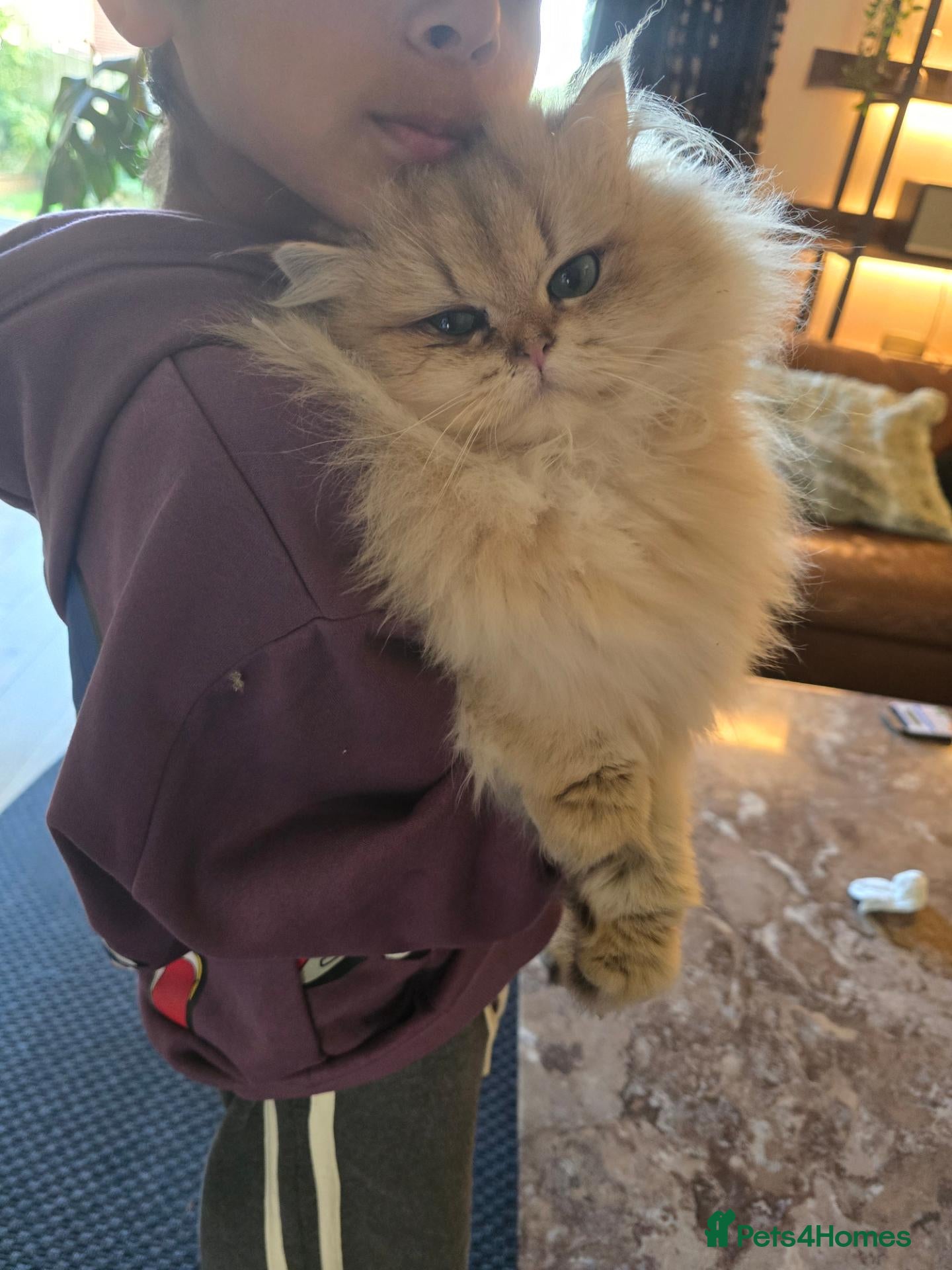 British Longhair cats British longhair Female very loving - Advert 2