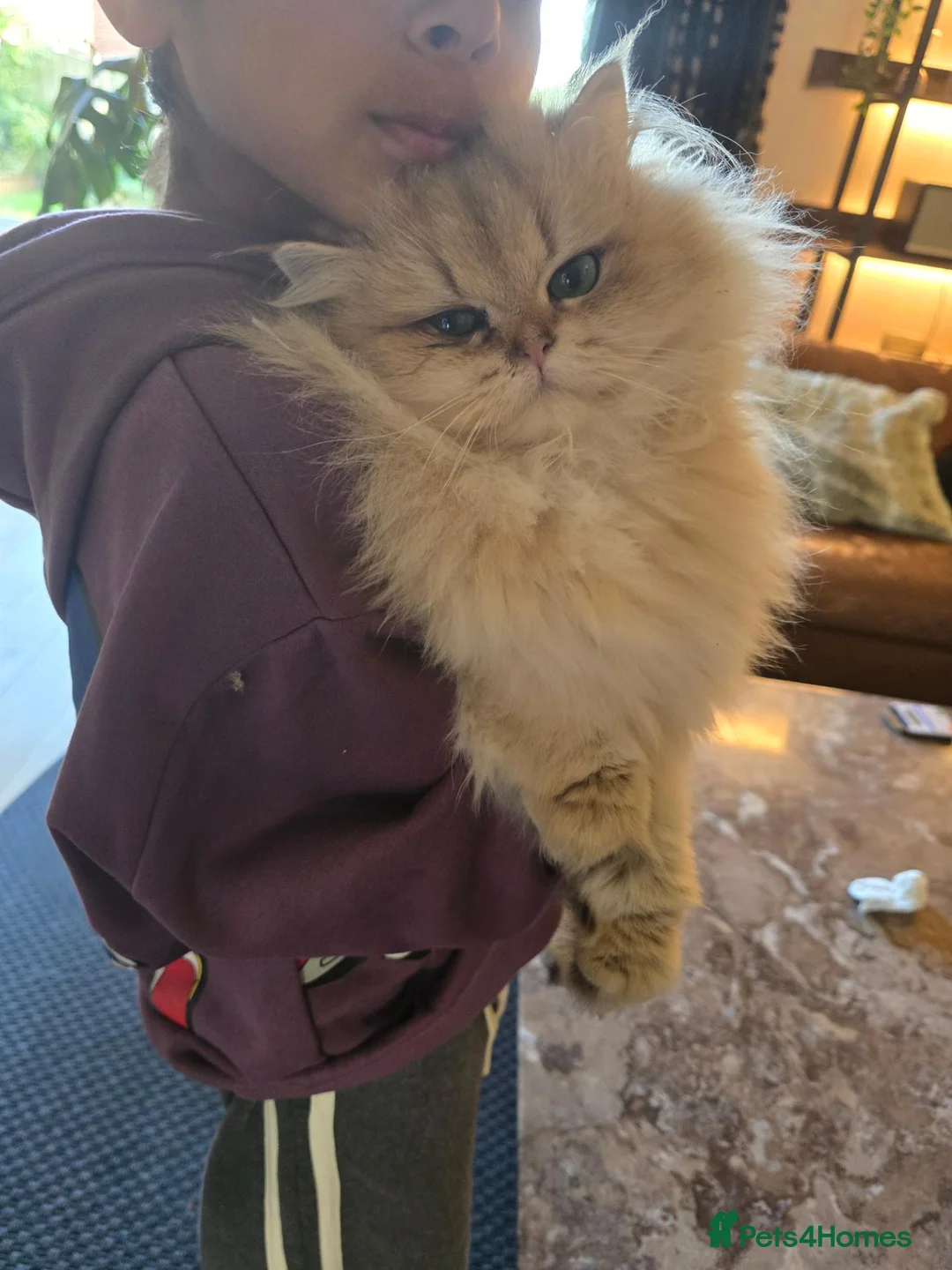 British Longhair cats for sale: British longhair Female very loving - Advert 2