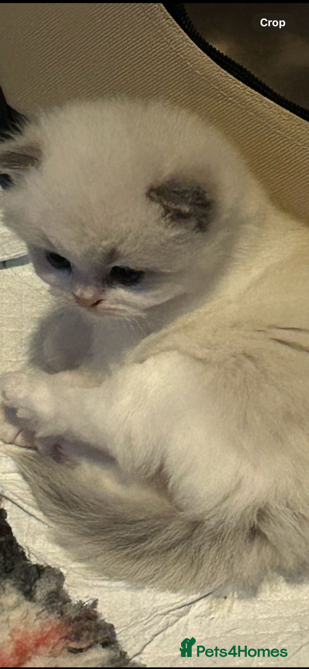 Persian cats for sale: Persian x ragdoll  - Image 3