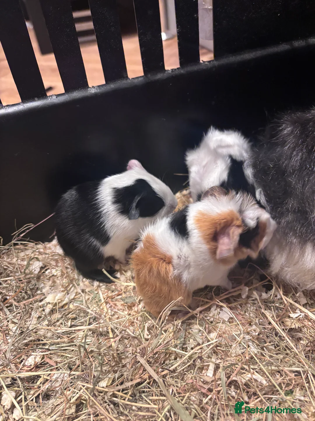 Guinea Pig rodents for sale: Cute Guinea pigs 1 female and 1 pair of brothers - Advert 3