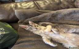 Maine Coon cats for sale: Three Mainecoon kittens for sale - Image 14