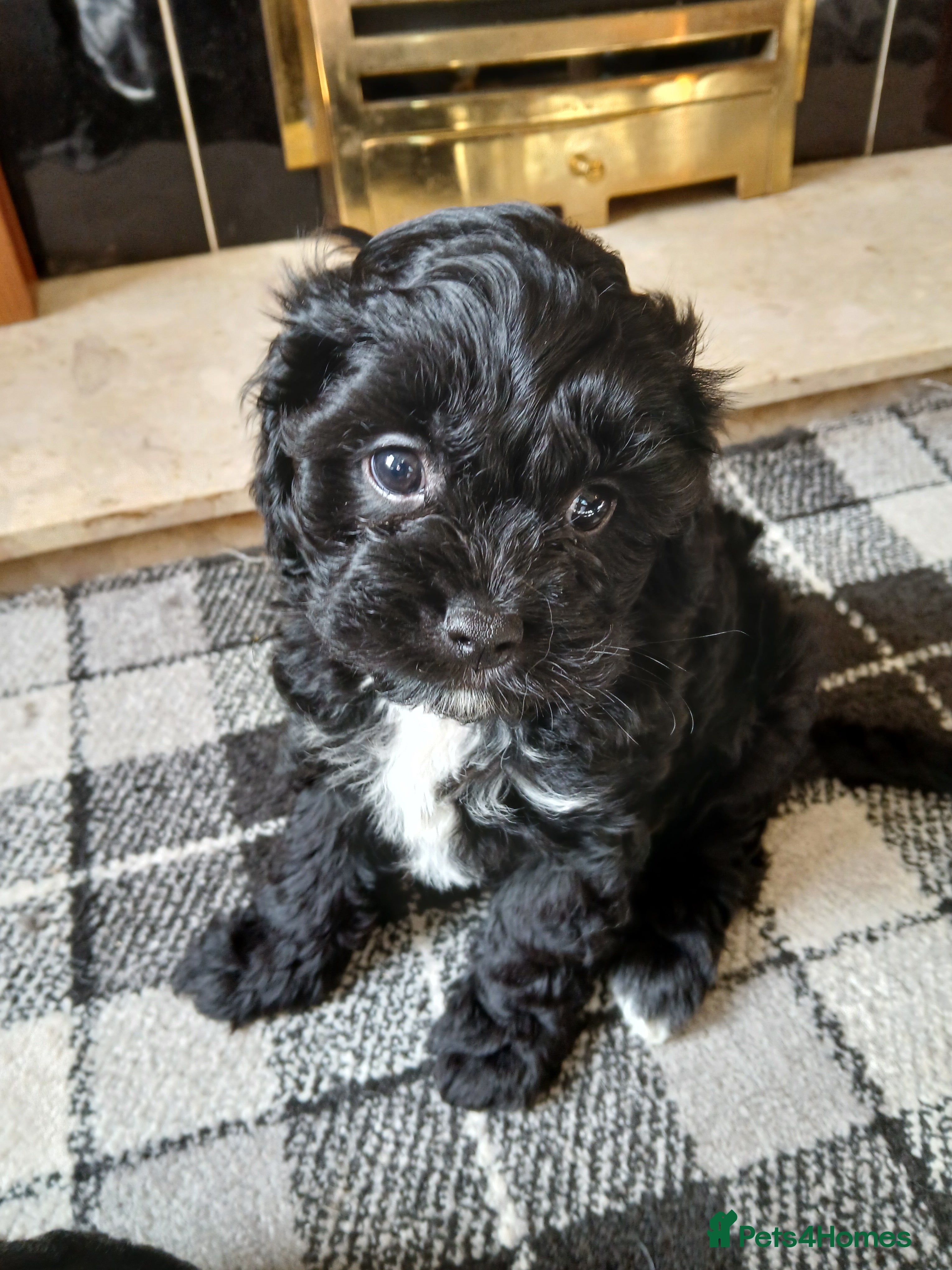Cavapoo dogs F1 Cavapoos READY NOW - Advert 1