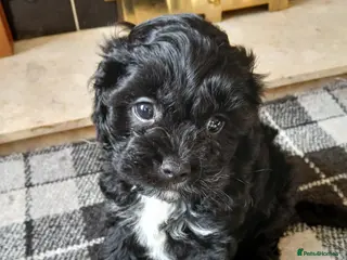 Cavapoo dogs F1 Cavapoos READY NOW - Advert 2