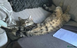 Mixed Breed cats for sale: Cobie , shadows and milo need their forever home  - Image 4