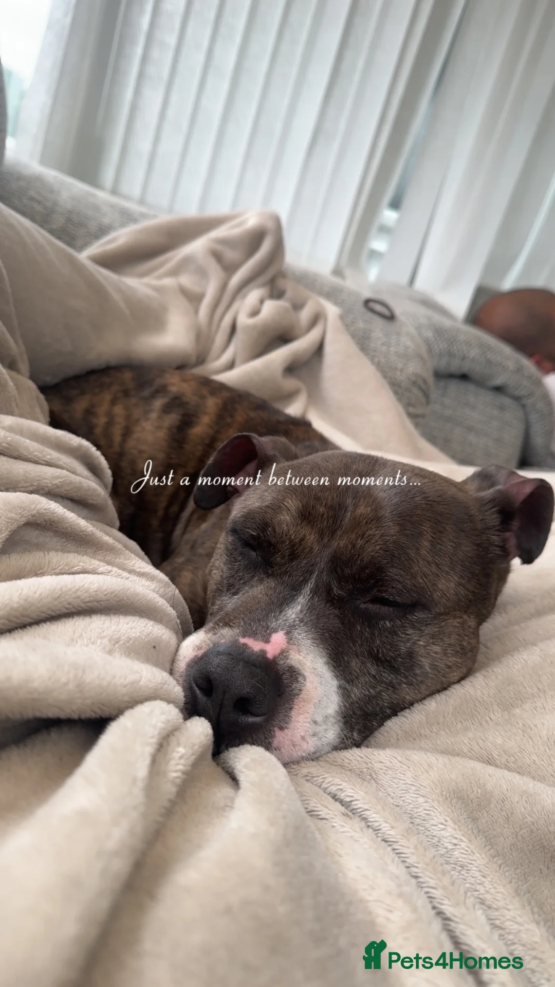 Staffordshire Bull Terrier dogs for sale: Leo male dog in Bradford - Advert 2