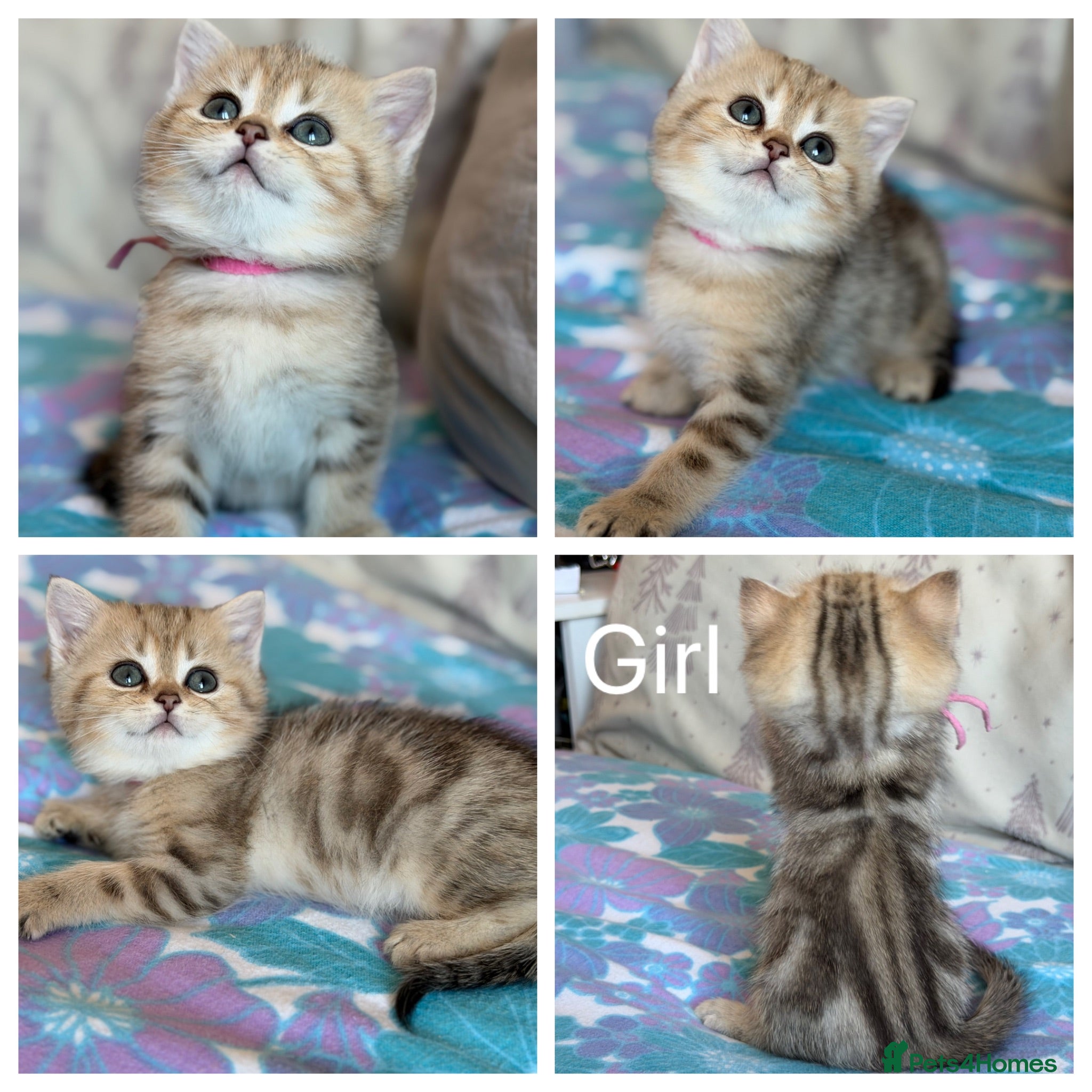 British Shorthair cats British Shorthair  - Advert 6
