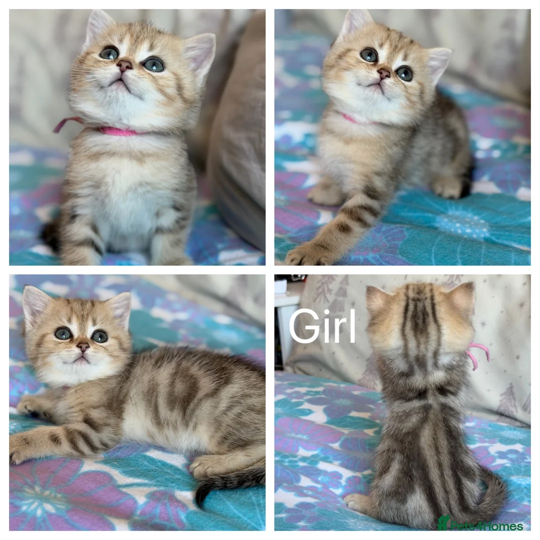 British Shorthair cats for sale: British Shorthair  - Advert 1