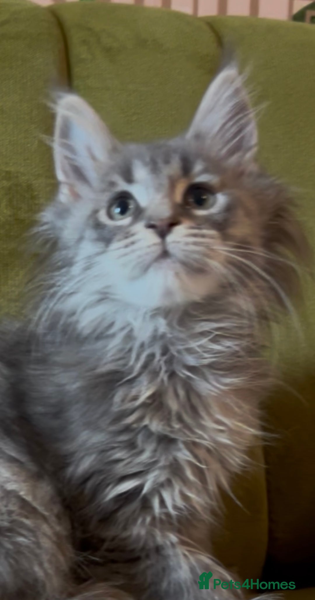Maine Coon cats for sale: Maine Coon girls READY NOW Russian sired  - Image 9
