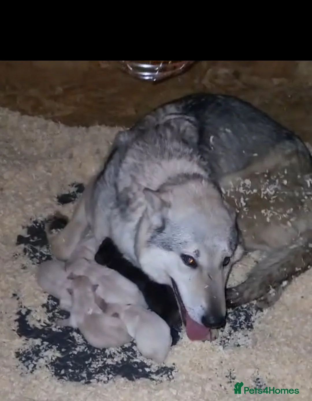 Golden Shepherd dogs for sale: Golden retriever x german shepherd - Advert 2