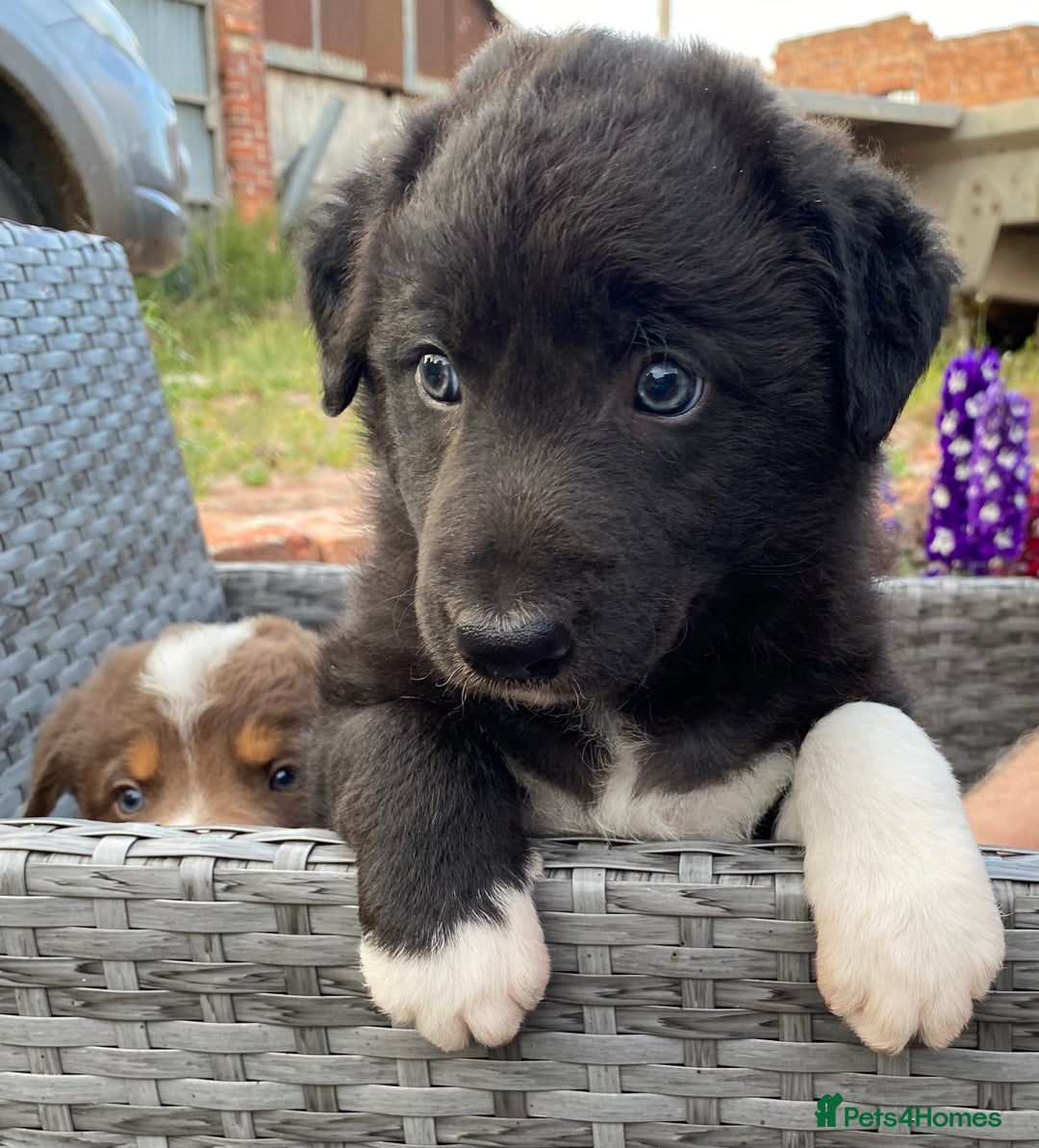 Welsh Collie dogs for sale: Welsh Collie Puppies  - Image 3