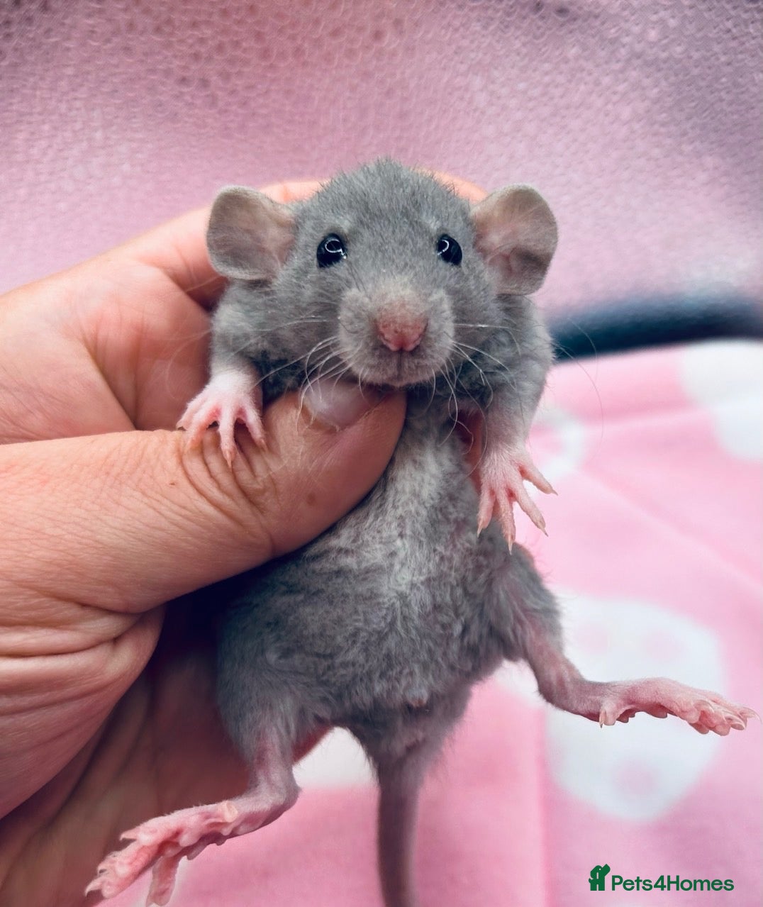 Rat rodents Pedigree Dumbo Rats in Russian Blue and Black - Advert 6