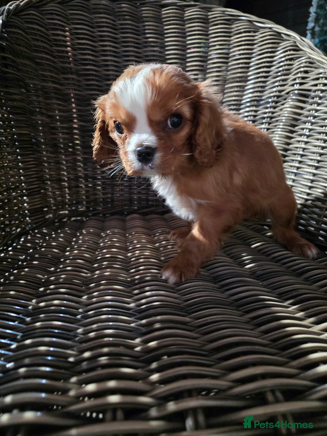 Cavapoo dogs for sale: Beautiful cavapoo puppies  - Advert 4