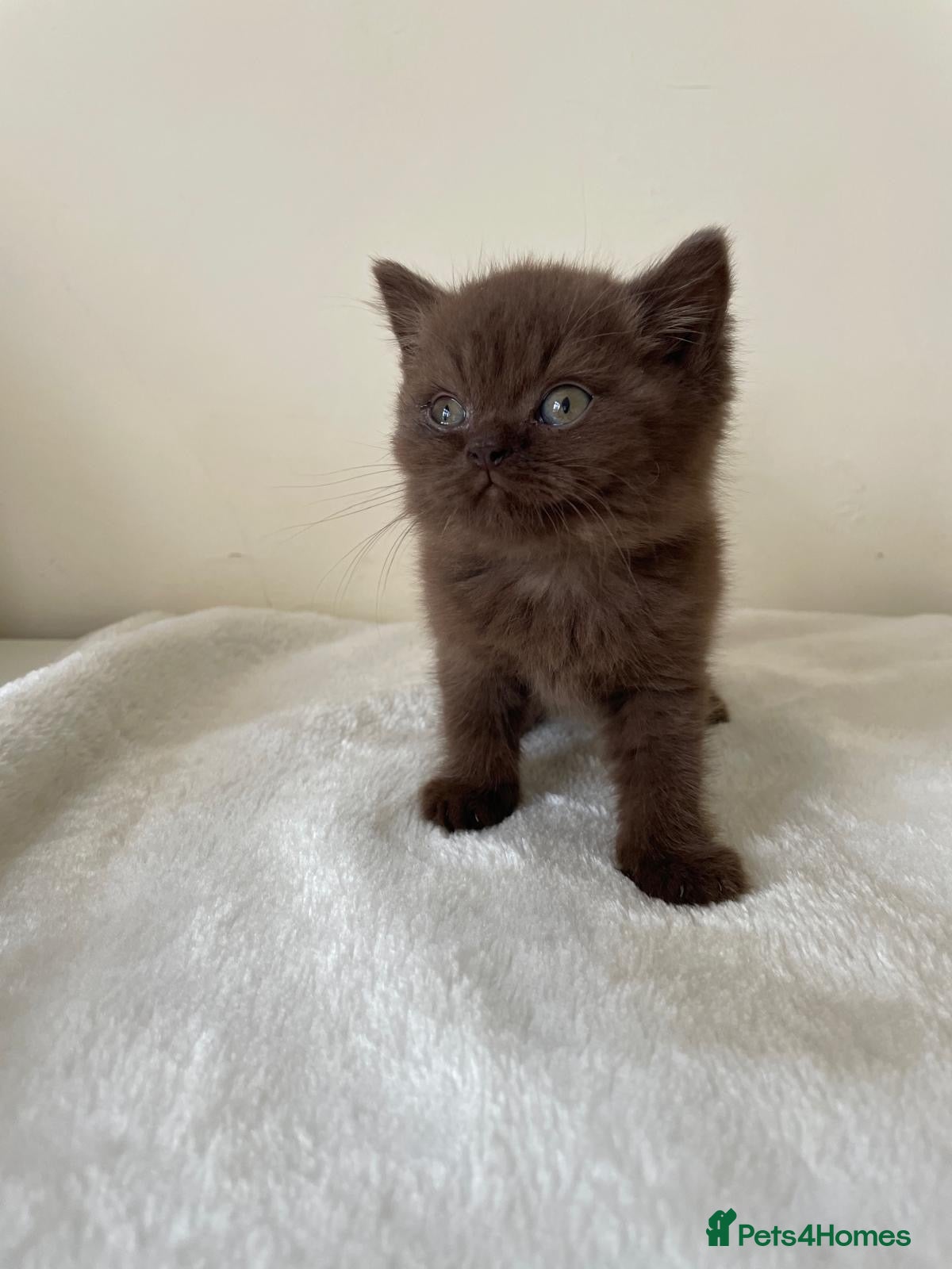 British Shorthair cats for sale: GCCF Kittens BSH solid colours  - Advert 1