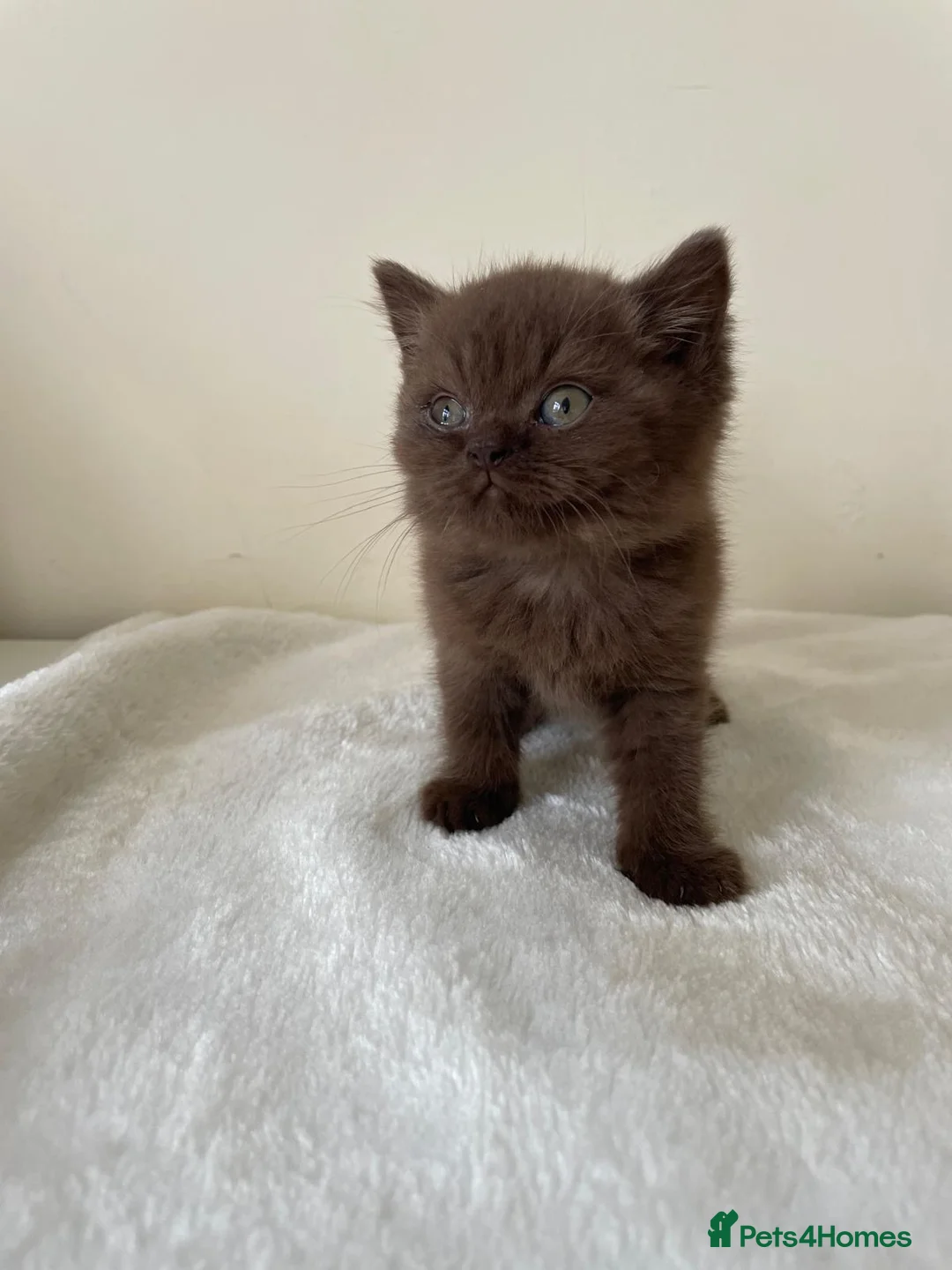 British Shorthair cats for sale: GCCF Kittens BSH solid colours  - Advert 1