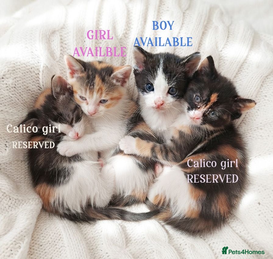 Mixed Breed cats Beautiful ginger kittens sale for good home - Advert 2